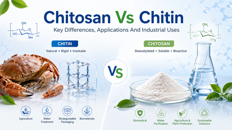 Chitosan Vs Chitin.png